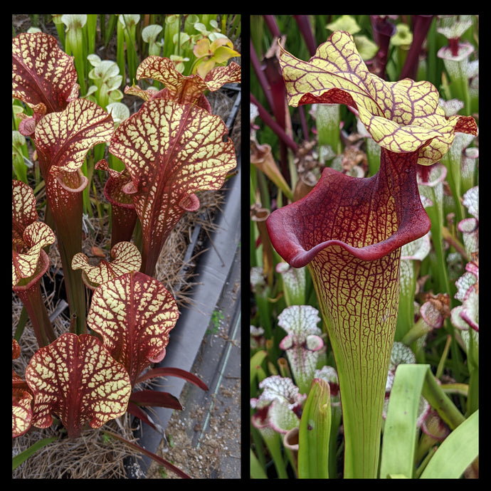 Sarracenia ‘Dragon Queen’ x 'Yellow Hornet