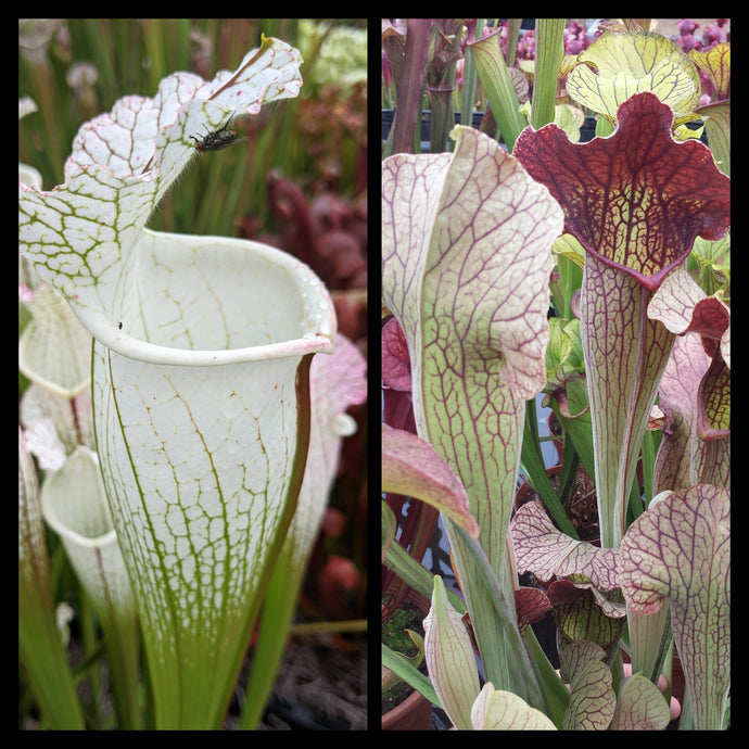 Sarracenia leucophylla ‘Hurricane Creek White’ clone F x ‘Simone’ seeds