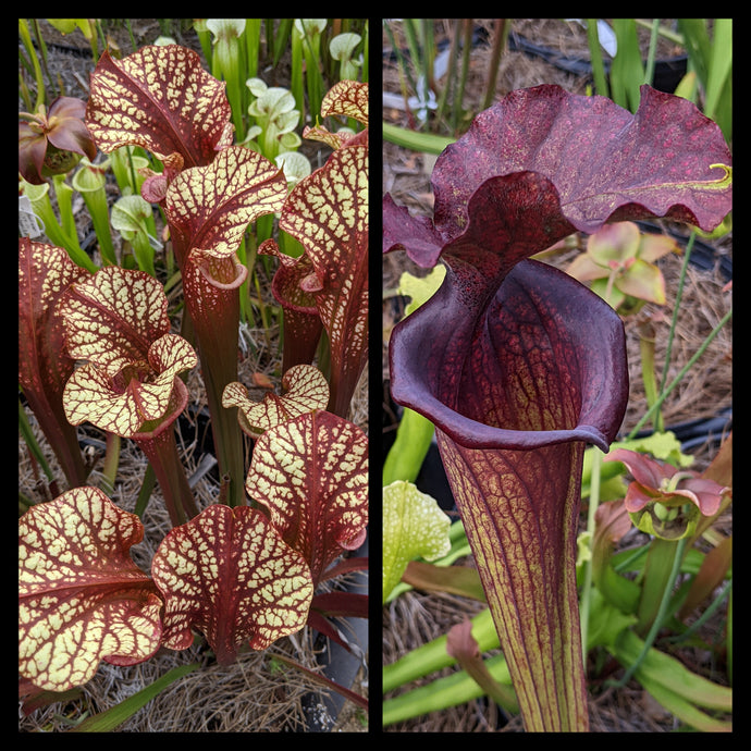 Sarracenia ‘Dragon Queen’ x ‘Saurus’ seeds