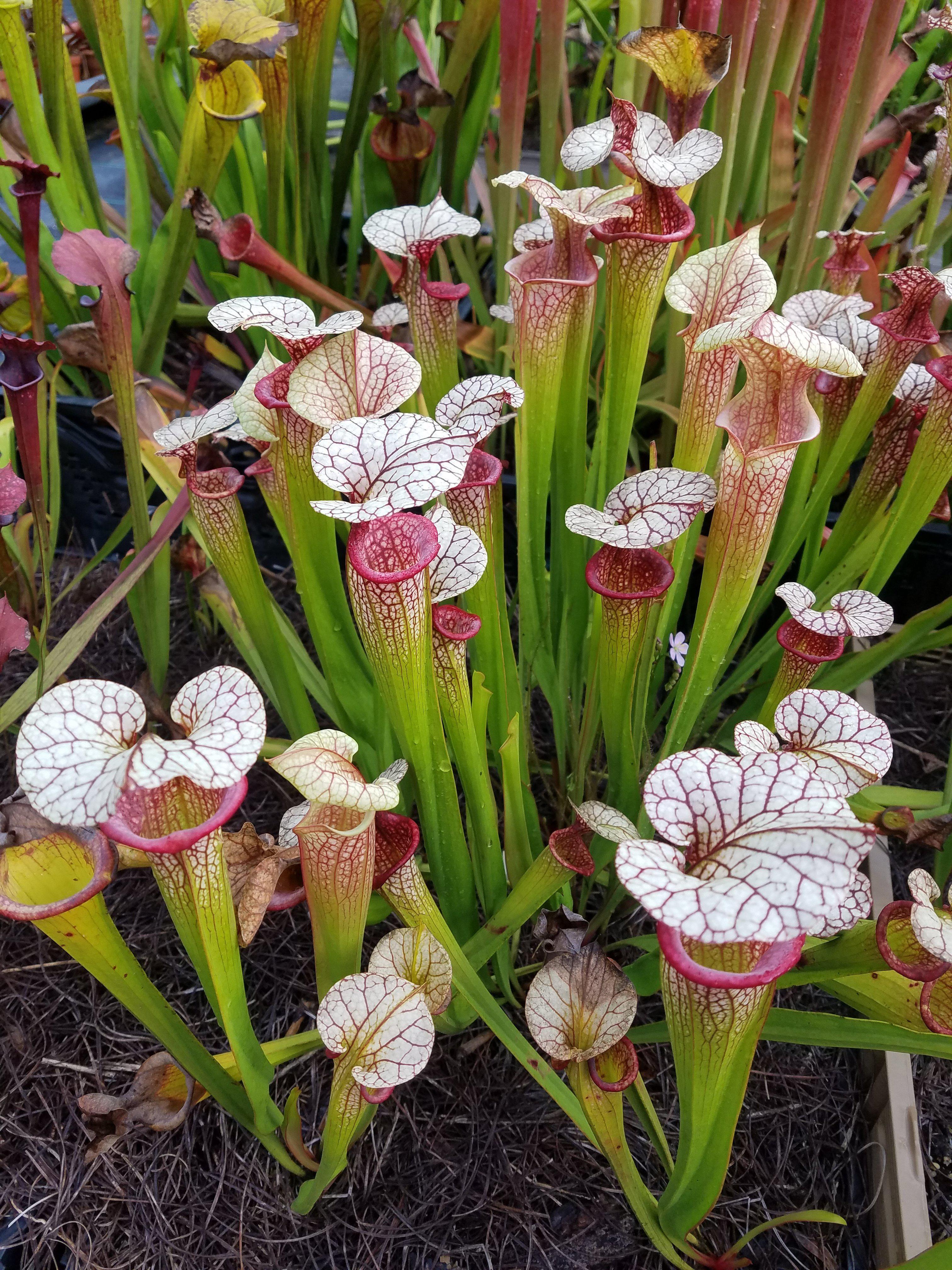 Sarracenia 'Adrian Slack' pitcher plant