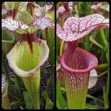 Load image into Gallery viewer, Sarracenia &#39;Leah Wilkerson&#39; x &#39;Adrian Slack&#39; Seeds-Flytrap King