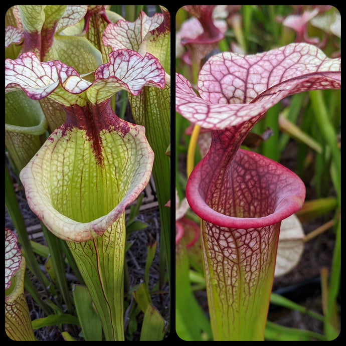 Sarracenia 'Leah Wilkerson' x 'Adrian Slack' Seeds-Flytrap King