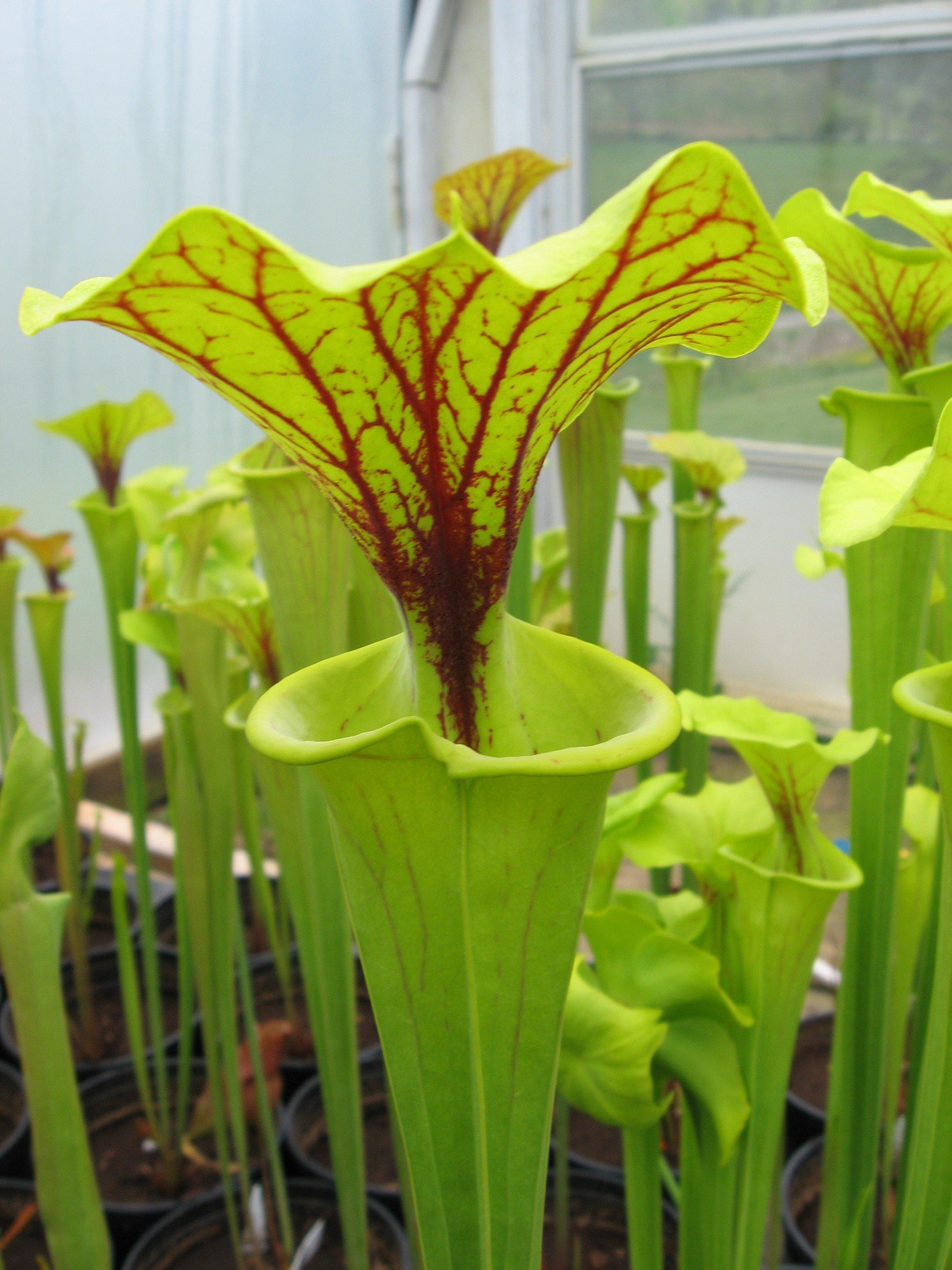 Pitcher Plants